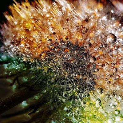 A close-up photograph of a dandelion with dew. The dewdrops are differently coloured in the light.