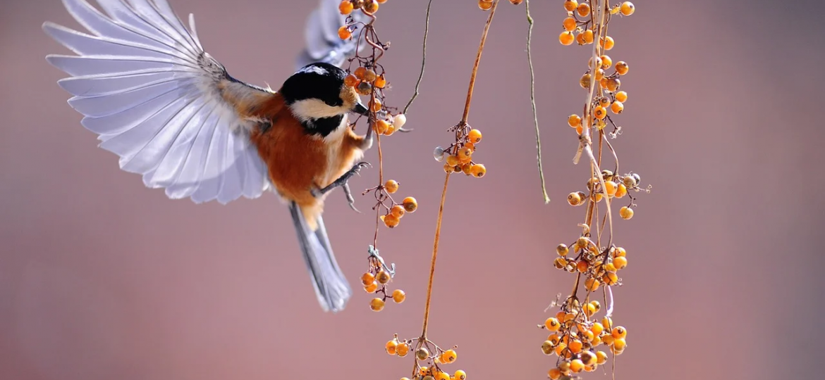 A small bird fluttering around a branch with orange berries, picking at one