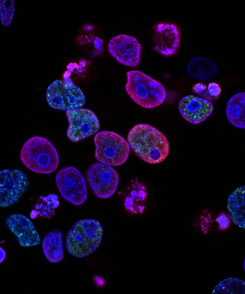 A picture of neon pink, green, and blue coloured cells floating on a black background