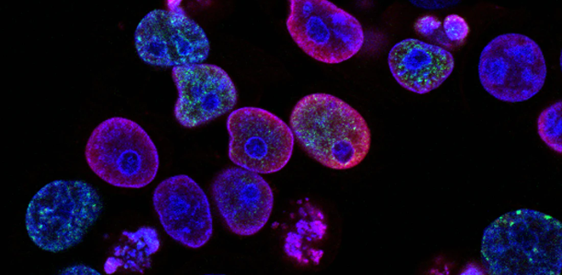 A picture of neon pink, green, and blue coloured cells floating on a black background