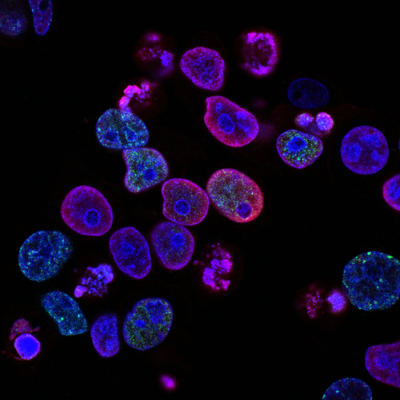 A picture of neon pink, green, and blue coloured cells floating on a black background