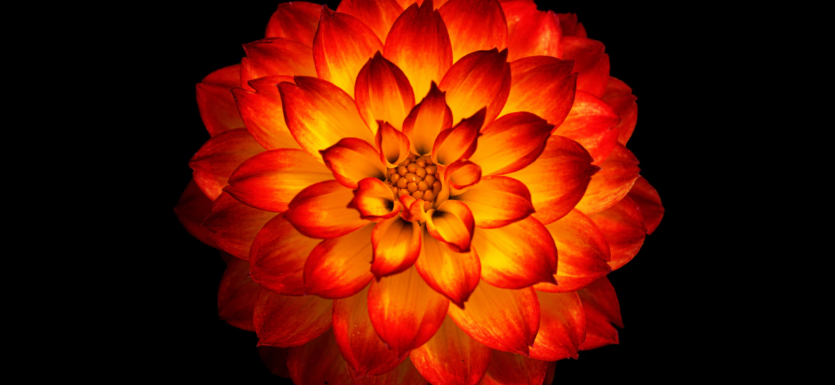 Image of a red and yellow coloured flower on a black background