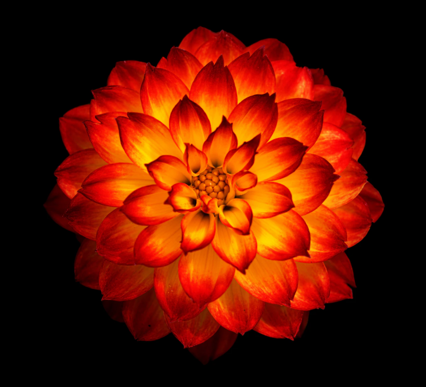 Image of a red and yellow coloured flower on a black background