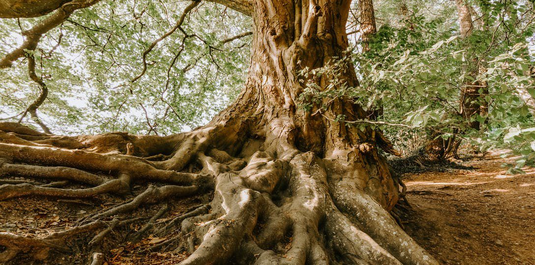 A photograph of an old tree, its roots spread out on the surface, entwined.