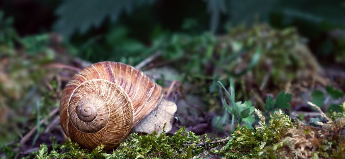 A photograph of a brown coloured snail lying on green grass