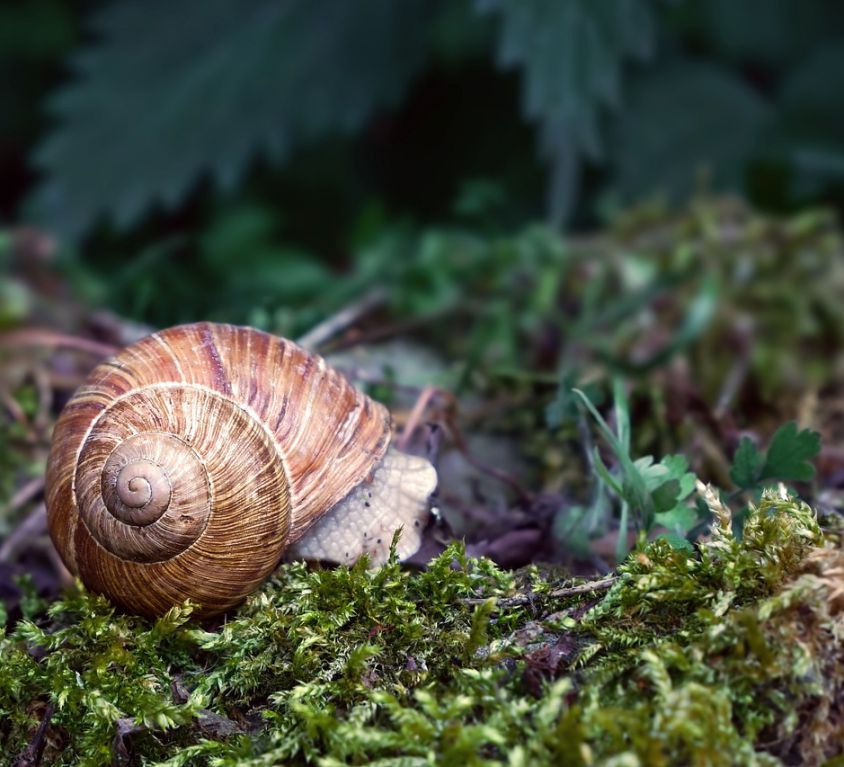 A photograph of a brown coloured snail lying on green grass