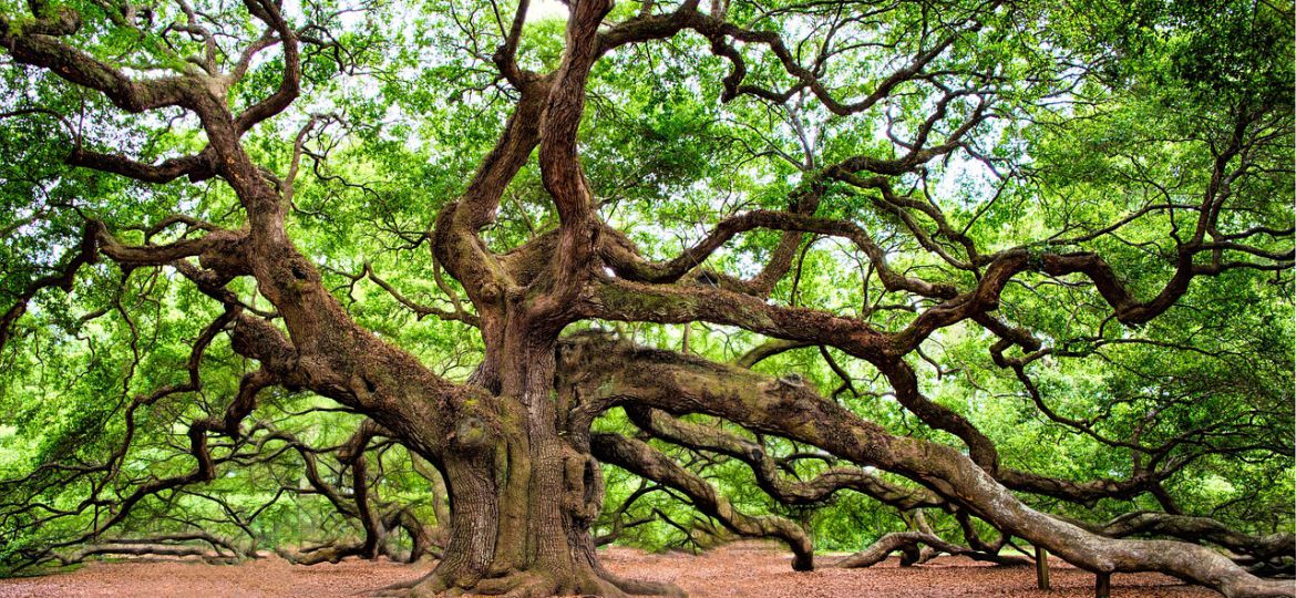 A photograph of a lush oak tree, its branches sprawling across a field of green.