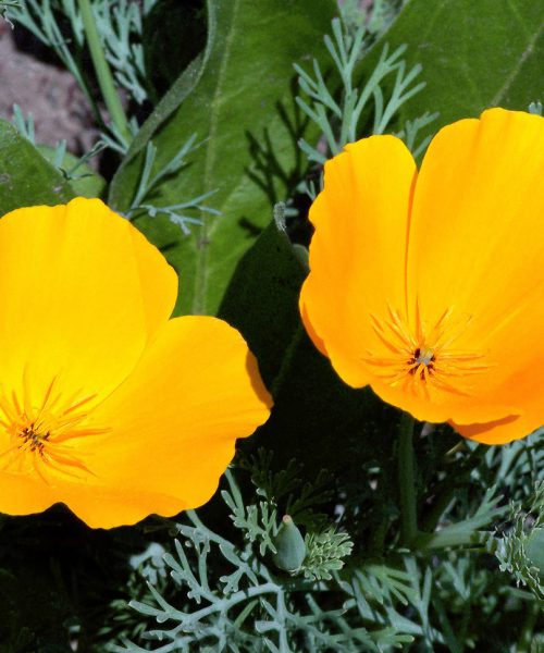 A photograph of two yellow flowers blooming amid grass. Dark green leaves are emerging from behind the flowers' petals.