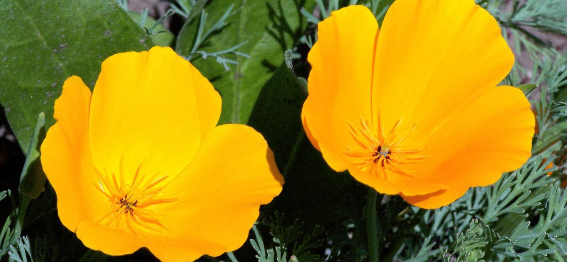 A photograph of two yellow flowers blooming amid grass. Dark green leaves are emerging from behind the flowers' petals.