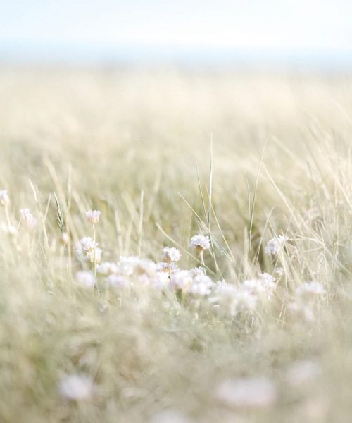 A green-bue gradient photograph of a field of grass and white flowers.