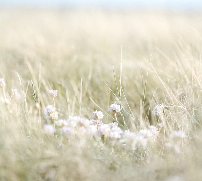 A green-bue gradient photograph of a field of grass and white flowers.