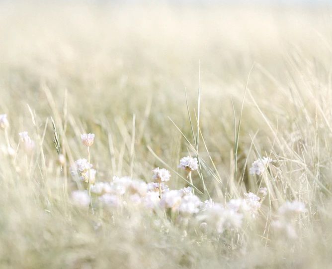 A green-bue gradient photograph of a field of grass and white flowers.