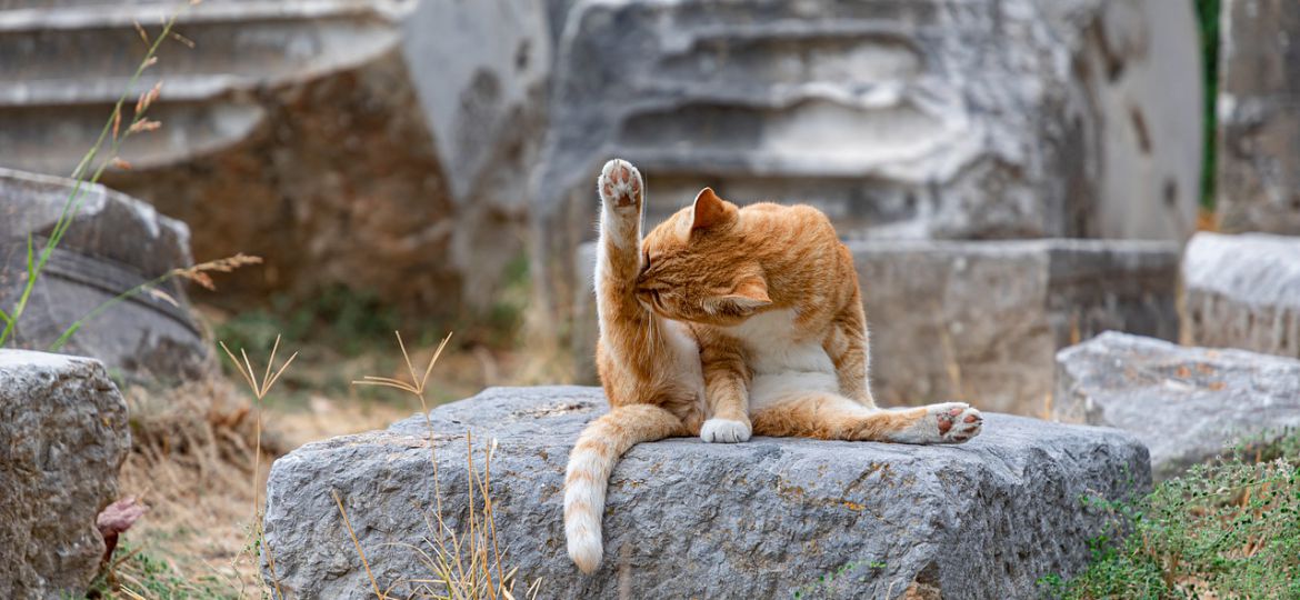 A photograph of a rocky landscape with a tabby cat sitting atop a grey rock, lined with green-brown grass, licking itself.