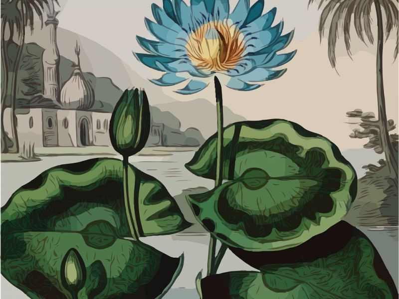An illustration of a blue flower. The tips of its petals are dark blue and lighten as they meet at the yellow-brown centre. A long spindly green stem supports the flower and has three dark and light green round leaves and a dark green bud.. Behind it, on a grey-blue background is a cityscape dotted with buildings and palm trees with muted colour and grey overtones.