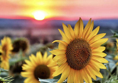 Close-up of a sunflower field and the sun rising over hills in the background.