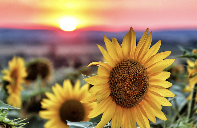 Close-up of a sunflower field and the sun rising over hills in the background.