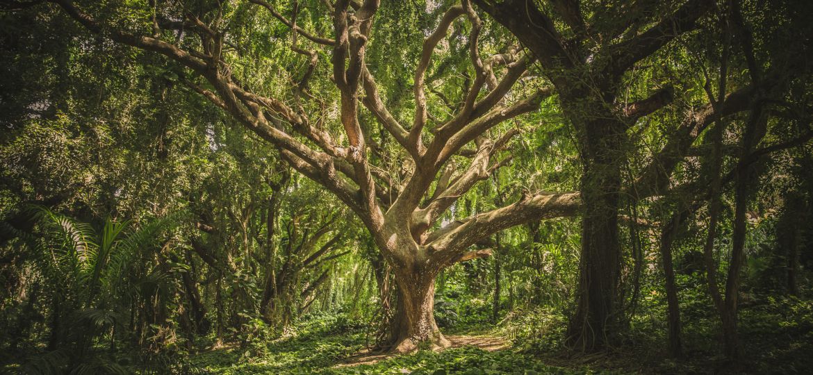 Photo of a trees in a forest. There is little distance between the trees. At the centre is a singular tree with twisting and gnarly branches.