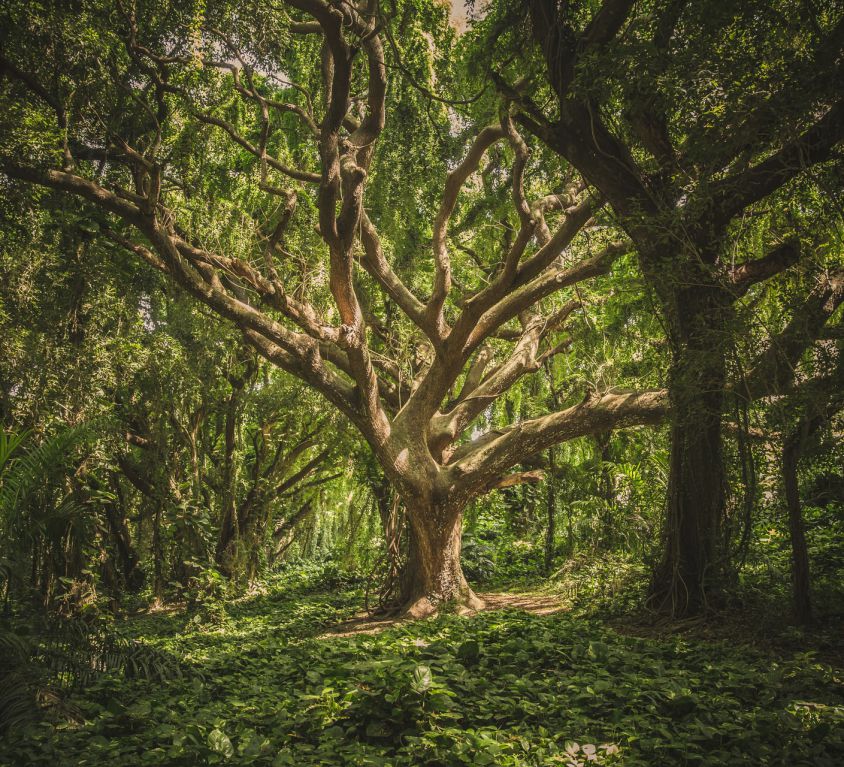 Photo of a trees in a forest. There is little distance between the trees. At the centre is a singular tree with twisting and gnarly branches.