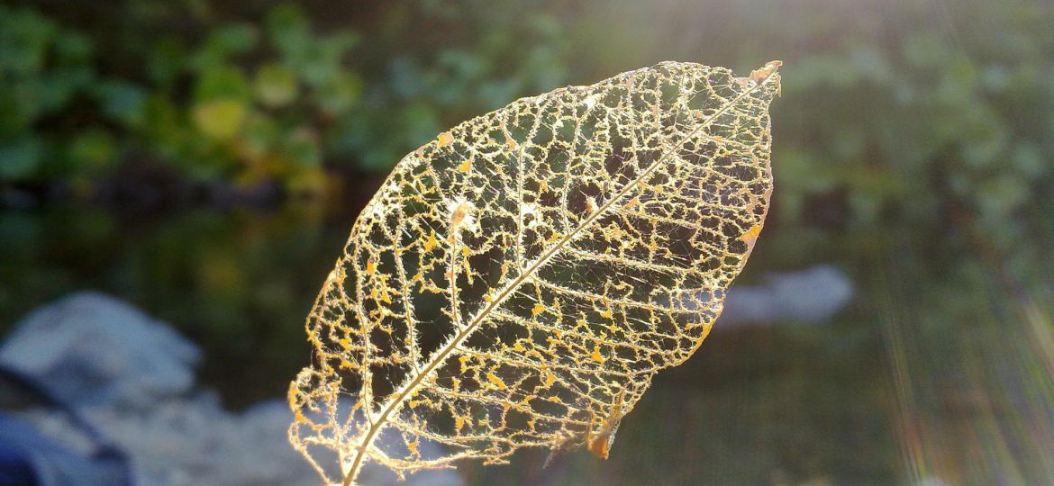 Held between a thumb and the index finger is the delineation of a golden-yellow leaf with sunlight shining on it.