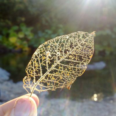 Held between a thumb and the index finger is the delineation of a golden-yellow leaf with sunlight shining on it.