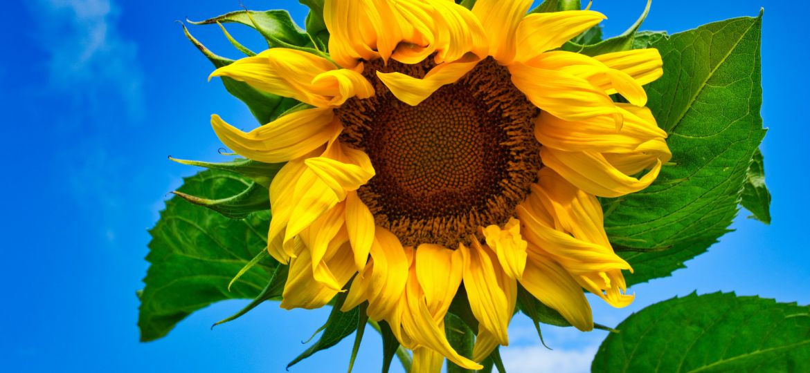 A close-up photograph of a sunflower with leaves and a blue sky in the background.