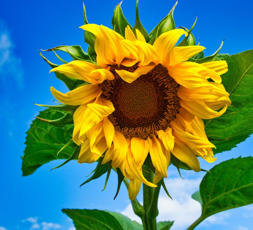 A close-up photograph of a sunflower with leaves and a blue sky in the background.