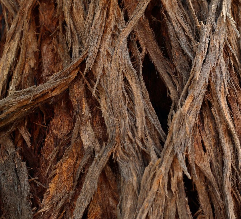 Photograph of the roots of a tree