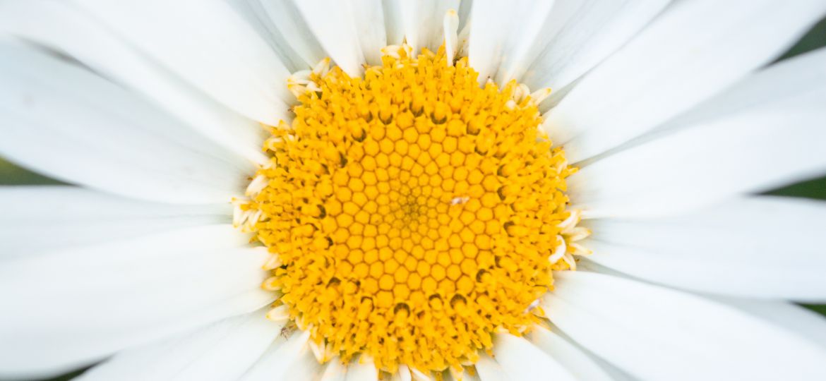 A close-up photograph of a daisy