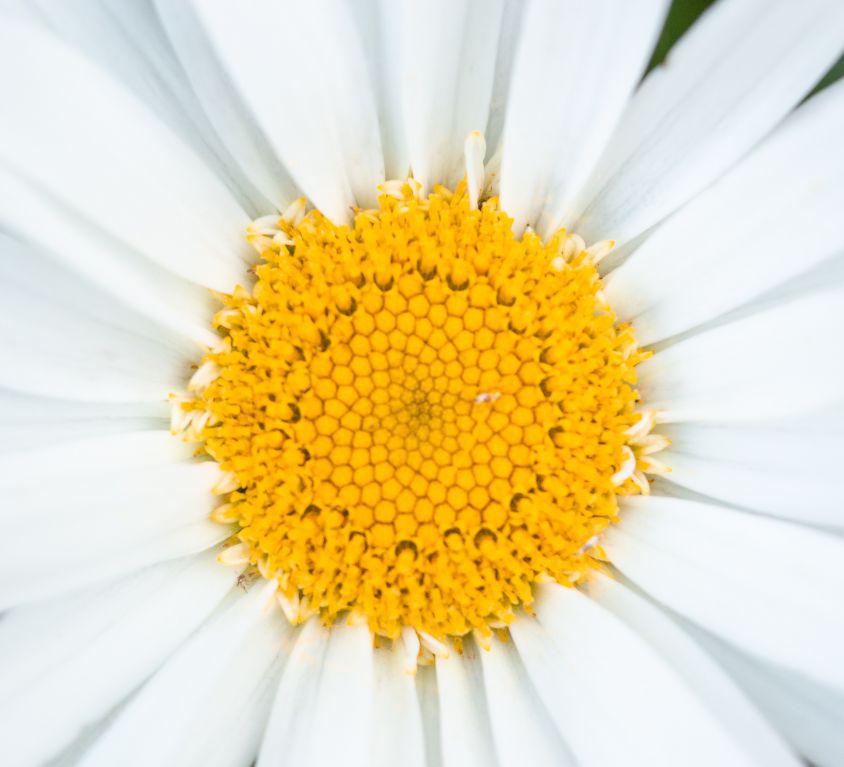 A close-up photograph of a daisy