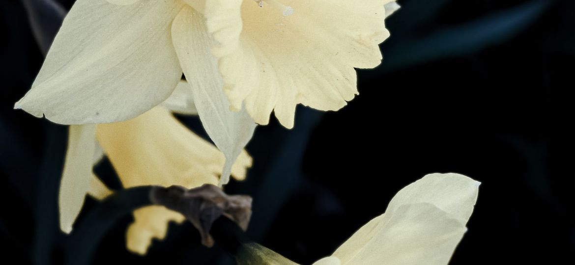 काली पार्श्वभूमी पर सफ़ेद फूल की पंखुड़ियों की तस्वीर