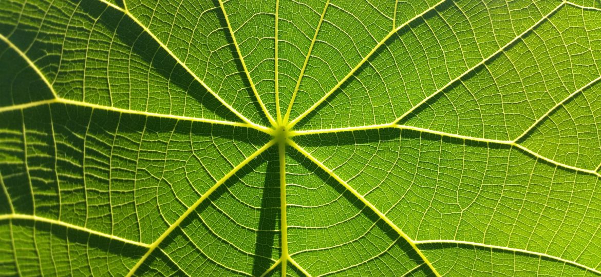 Close-up shot of a leaf with its veins forming an interconnected pattern