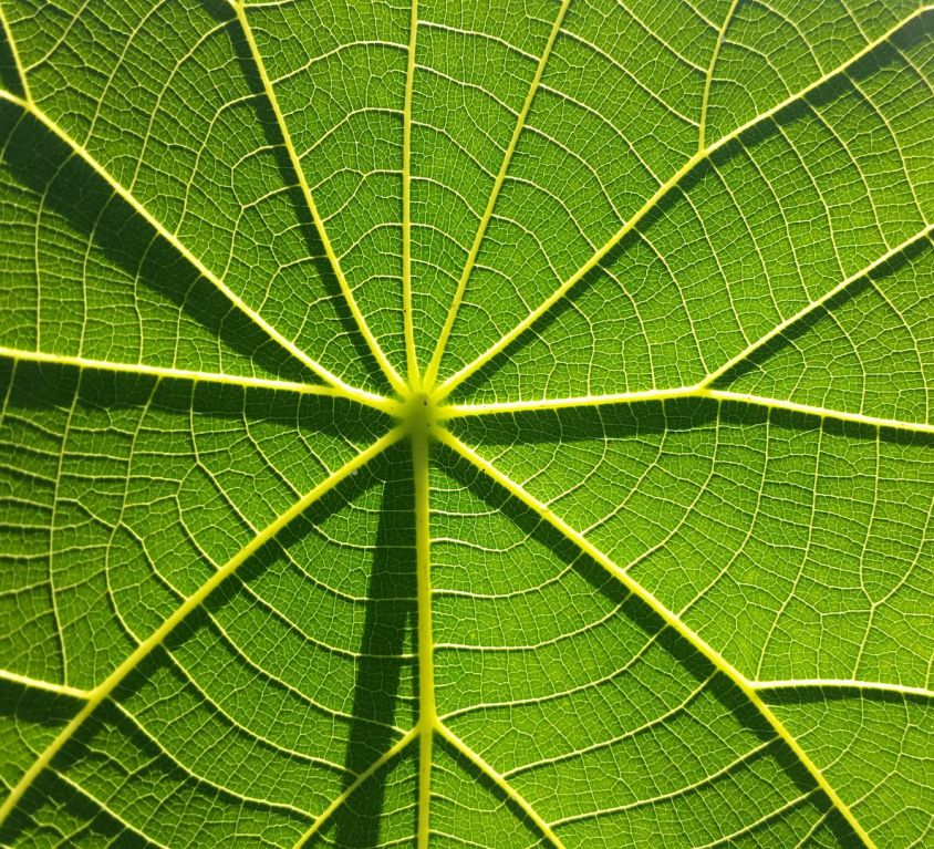 Close-up shot of a leaf with its veins forming an interconnected pattern