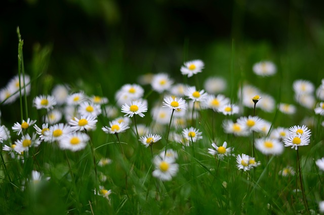 A close-up of a field of daisies, small white flowers with thin petals arranged radially around yellow centres.