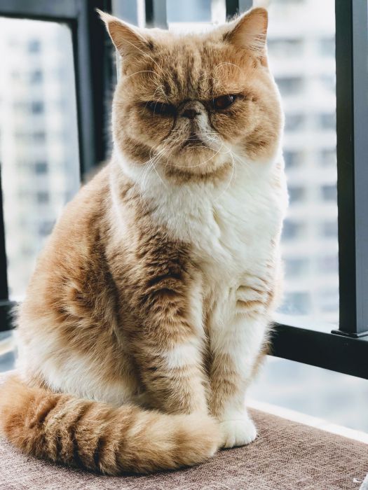 Image of a grumpy cat