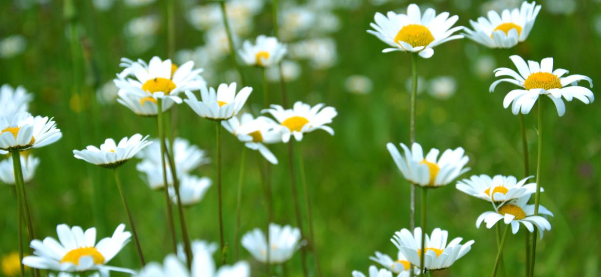 AA close-up photo of white daisies.