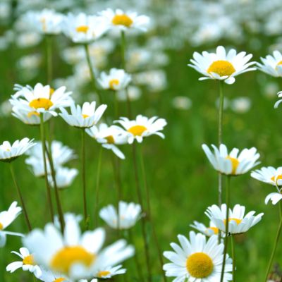 AA close-up photo of white daisies.