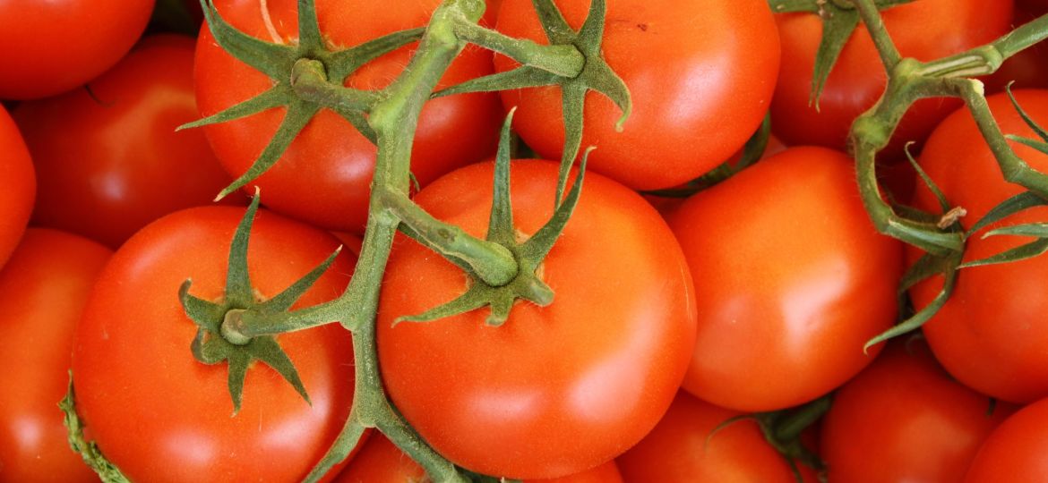 Top view of ripe, red tomatoes on the vine.