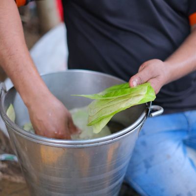 A photograph of a man washing betel leaves with water in a steel bucket.