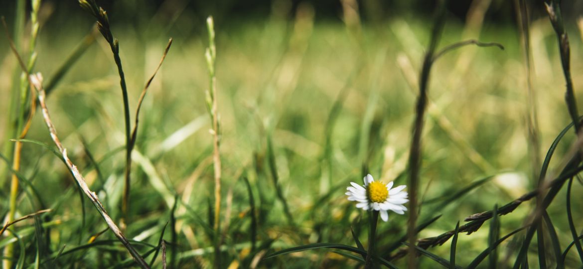 A close-up photograph of grass and daisies.