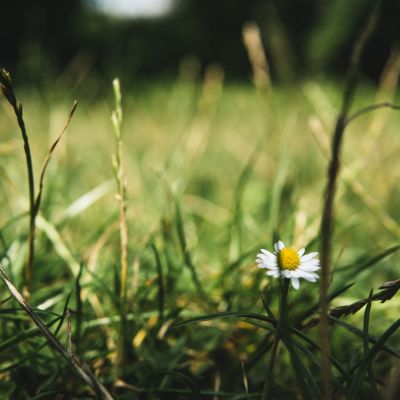 A close-up photograph of grass and daisies.