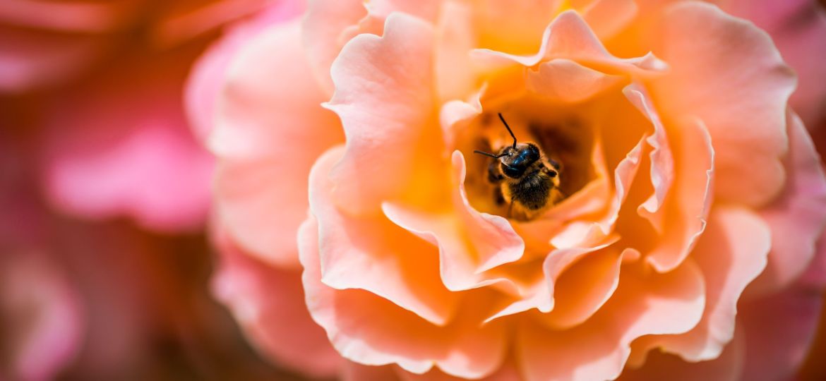 A close-up photo of a honeybee feeding on an flower.