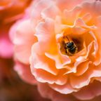 A close-up photo of a honeybee feeding on an flower.