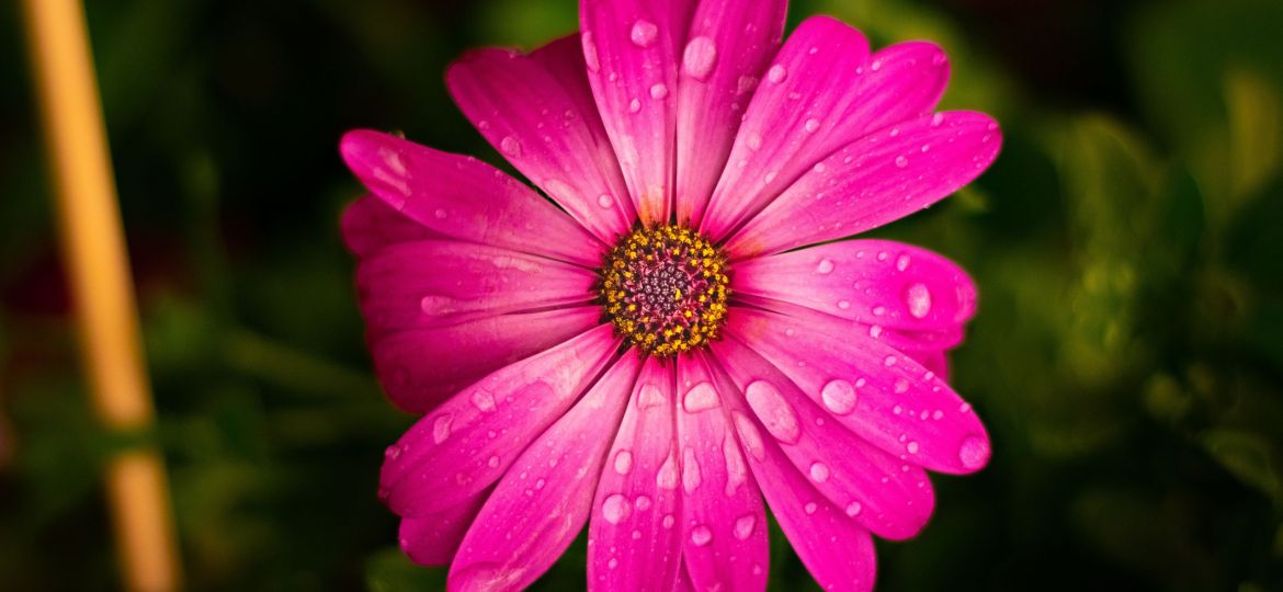 pink flower in macro shot with visible dew droplets.