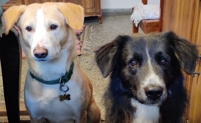 A photo of Sadhana'a two dogs, one light brown and white while the other is black and white.