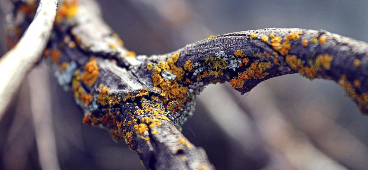 Shallow focus photography of black tree trunk that shows unexpected pops of colour.