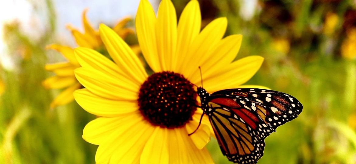 monarch butterfly perched on yellow sunflower in close up photography during daytime