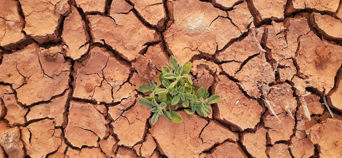 solitary green plant on parched and heavily cracked brown soil.