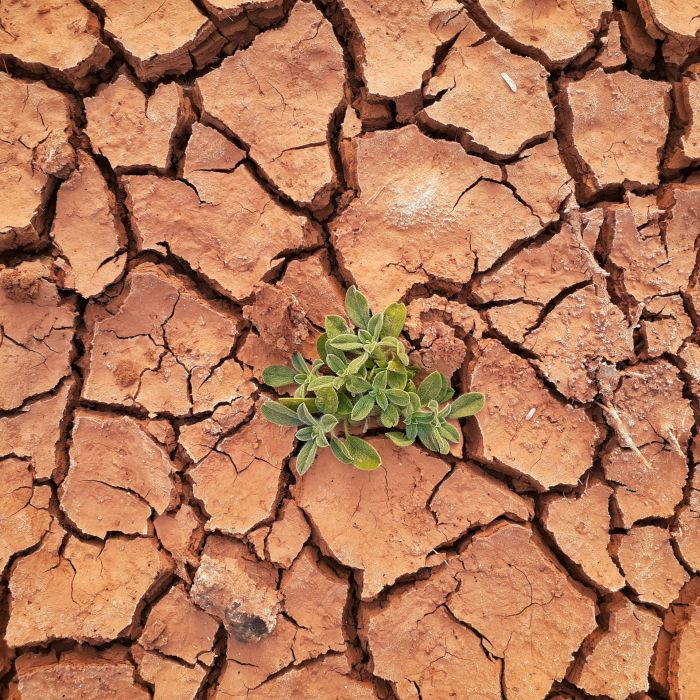 solitary green plant on parched and heavily cracked brown soil.