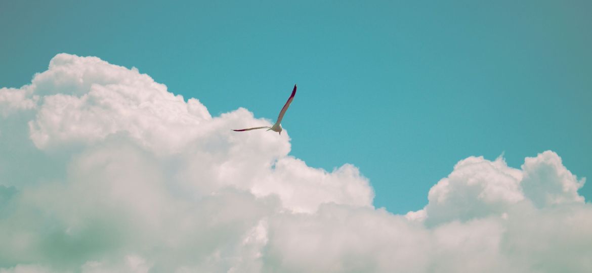 A seagull flying in the sky