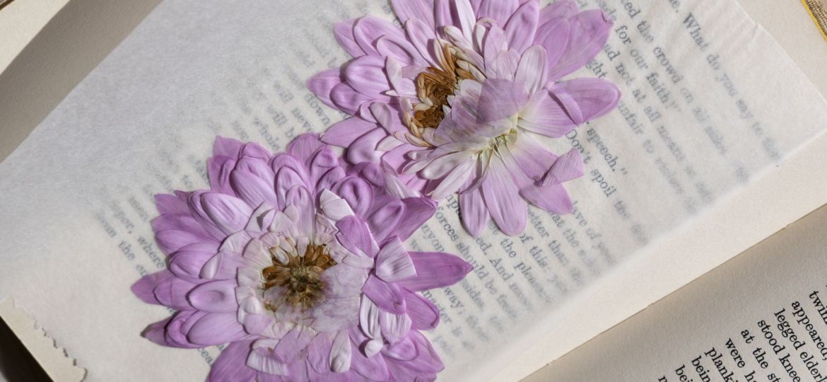 Pressed purple flowers in a book